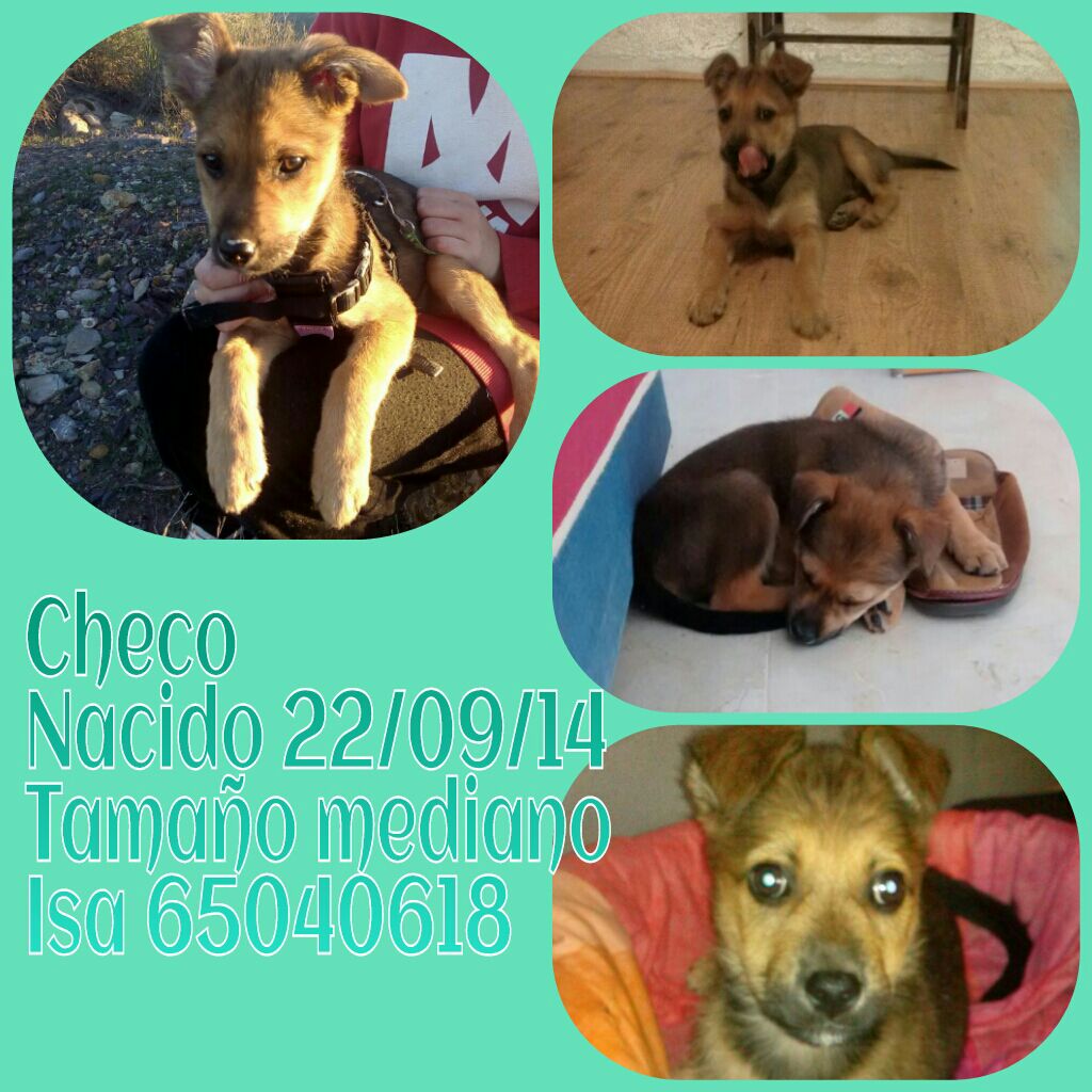 IsaMoraPena's tweet photo. CHECO,CACHORRO TAMAÑO MEDIANO EN ADOPCIÓN http://t.co/AwH77gHBAW