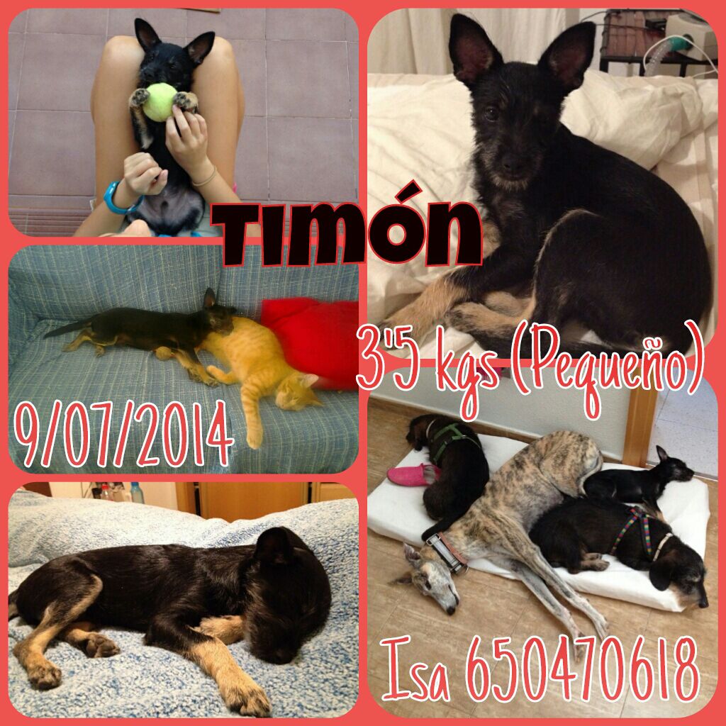 IsaMoraPena's tweet photo. CACHORRO TAMAÑO PEQUE 3,2KG ENADOPCIÒN http://t.co/VhUIXH1k3l
