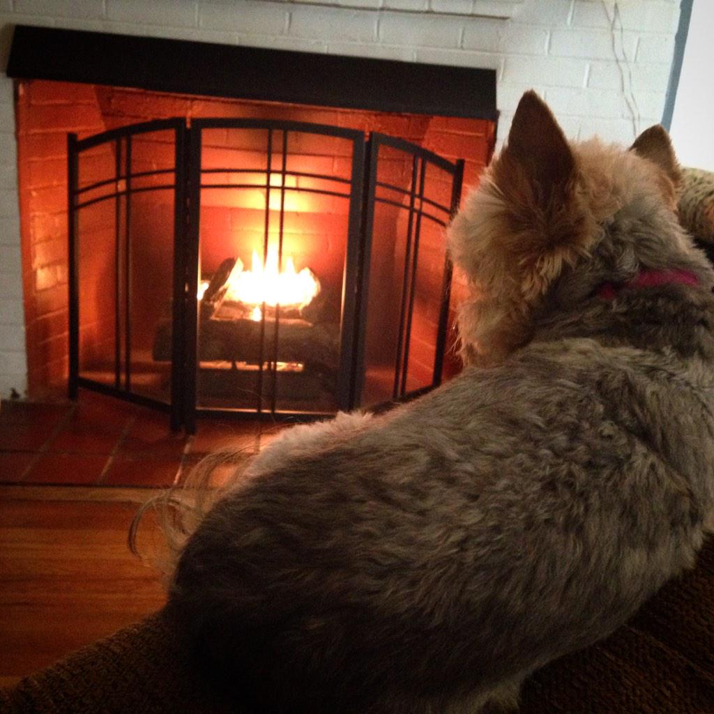 sfmaggiemae's tweet photo. A pup could get used to this! #feelingcontent #andwarm #fireplacepuppy http://t.co/TIABcTRIN4