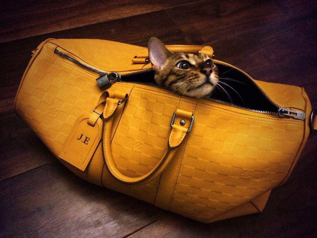 JoeyEssex_'s tweet photo. Can everyone please follow my little cat @PrinceEssex #RT http://t.co/ZLZcrWgz6j