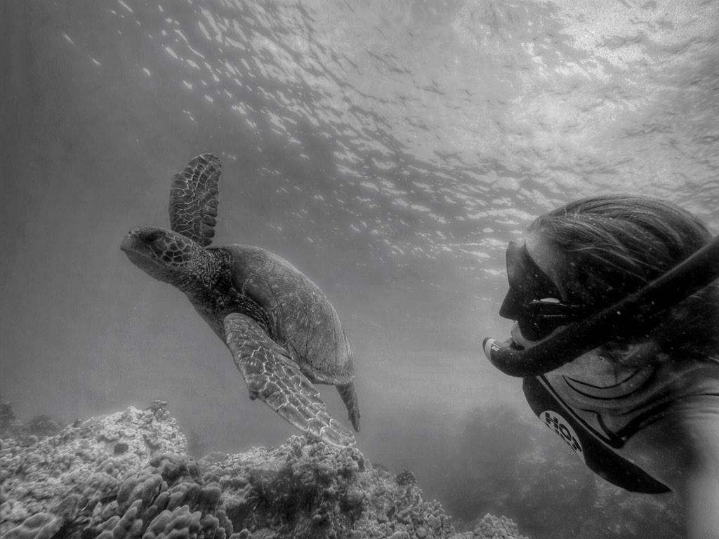 cilla_johnson's tweet photo. One of my favorite things to do in Hawaii. ๐๐ข || #travel #tomtheturtle #exploremore #hawaii http://t.co/HcEYGzywrM