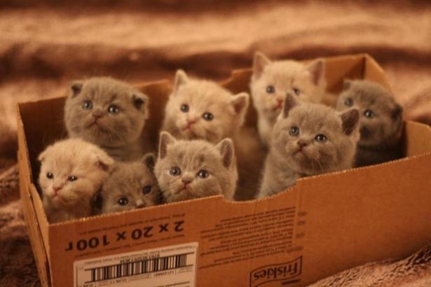 Pascalite's tweet photo. Cats ina a collage #TodoLoQueEsHacerPruebas http://t.co/htbArIHQtR