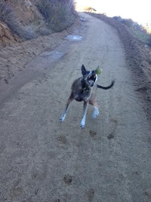 Throwurdogabone's tweet photo. Bella having her amazing day!!! 12-13-14 was amazing! #greatmovies #itsnancylascala #life #BornRisky http://t.co/pl13RVYrxK