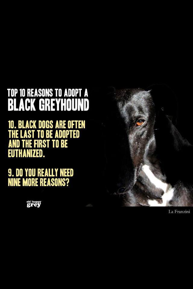DCsportsvalue's tweet photo. @rgt_uk @NWDogRescue http://t.co/OC50HYj2gt