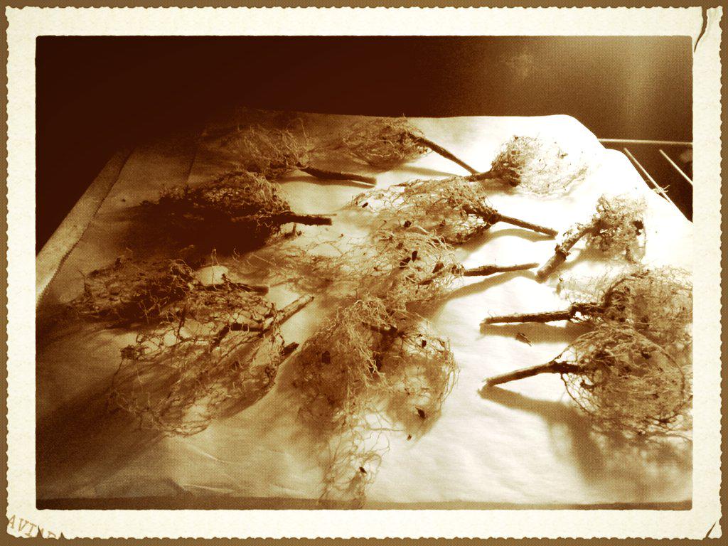 Ravenwyck's tweet photo. Working tonight on Datura roots.... #witchwork #poisondonotingest #wortcunning #rootmagick http://t.co/WOO0QXPFMZ