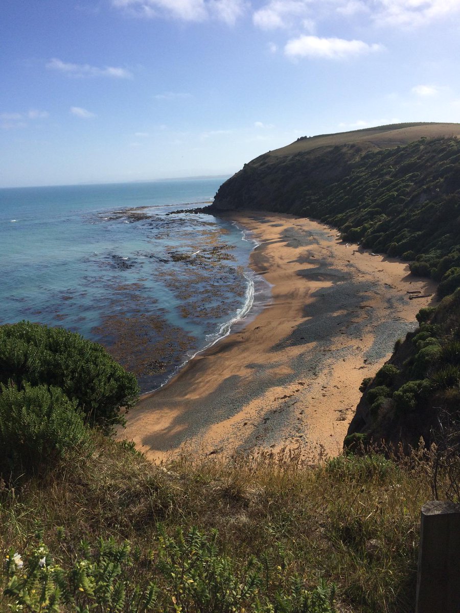 witchberry's tweet photo. Waiting for yellow-eyed penguins to come back... (@ Bushy Beach) https://t.co/uoN6wyuTwn http://t.co/7t0xsDoEp5