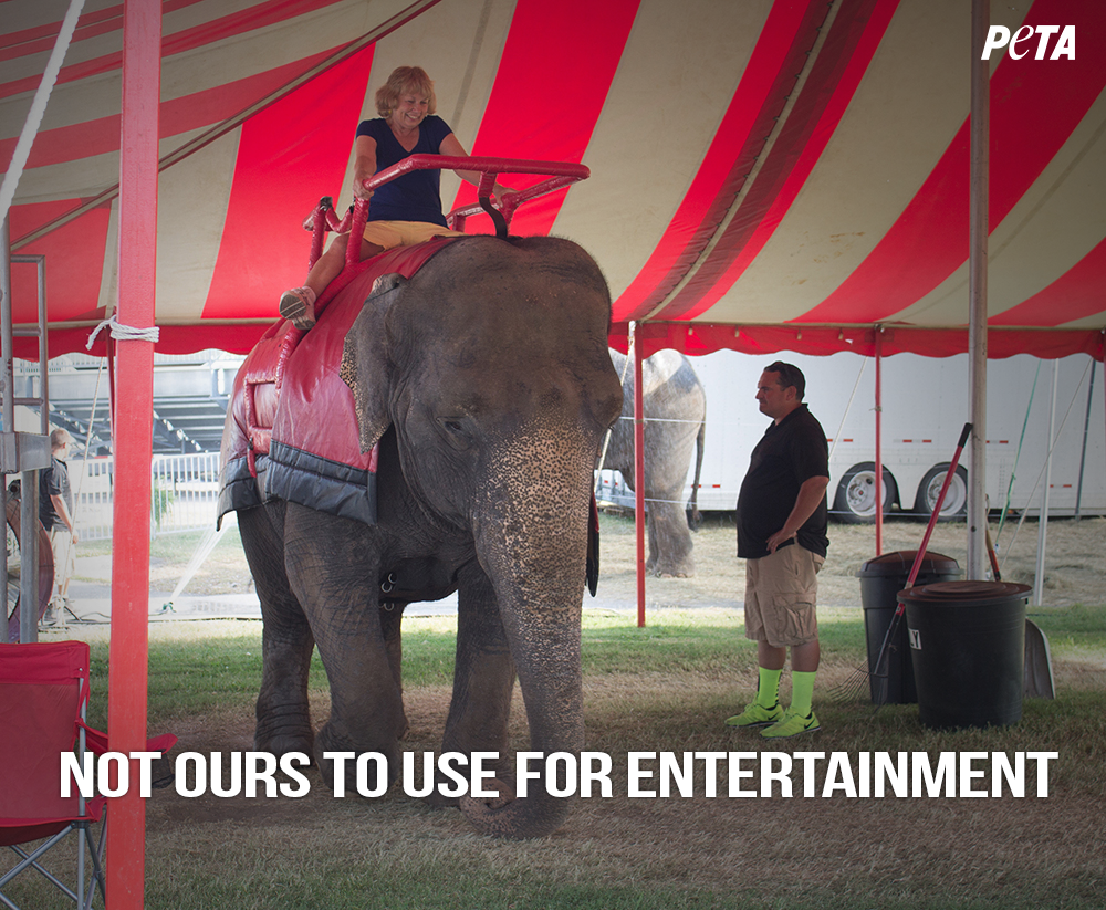YES!

#SingaporeZoo has STOPPED elephant rides: bit.ly/1swA9Bz 

RT if u know elephants are #NotOurs2Use!