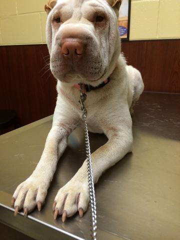 DogproblemsOne's tweet image. Ms Belle