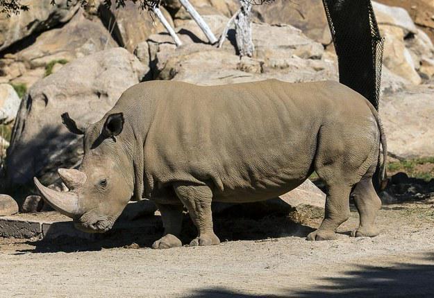 There Are Now Just 5 Northern White Rhinos Left In The World buzzfeed.com/jasonwells/the…