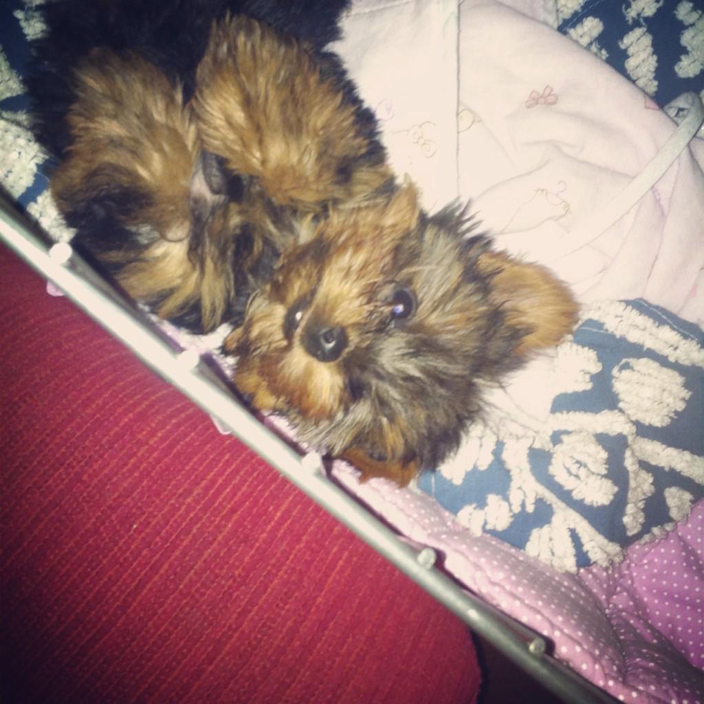 Gacamarotto's tweet photo. Como não amar uma coisa fofa dessa 🐶❤️ http://t.co/mNx0NtdOPk
