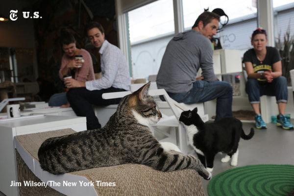 nytimes's tweet photo. Get a coffee, a handmade bagel and maybe adopt a cat, too http://t.co/UkAwPGW0rz http://t.co/F0Ovn4r6TD