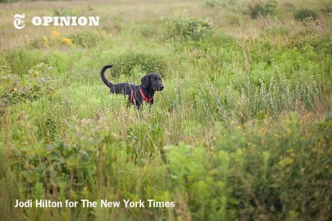 Adopting the wrong dog nyti.ms/1GpjuCn via <a href="/nytopinion/">New York Times Opinion</a>