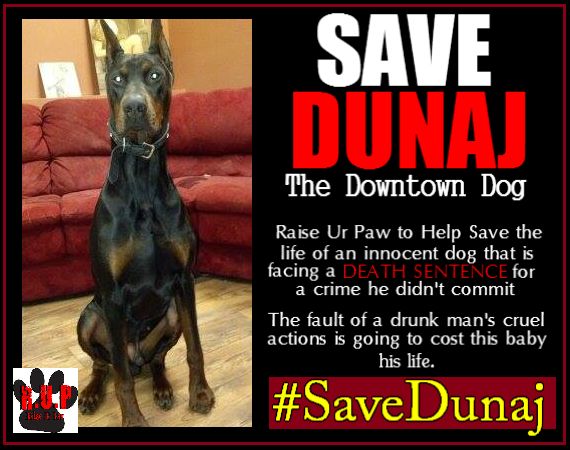 RaiseUrPaw's tweet photo. Pls #RT/SUPPORT #SaveDunaj - http://t.co/zPml5Ax4BR Urgent Help Needed to Save Innocent Life. http://t.co/VTVCI5PmYz