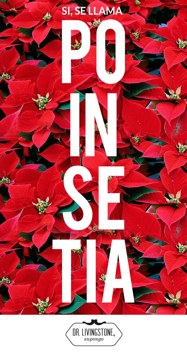 supongo_es's tweet photo. Ni planta de Navidad, ni flor de Pascua, ni "la planta esa roja que compra mi madre", dejemos las ambigüedades. http://t.co/LH8fJwUN8r