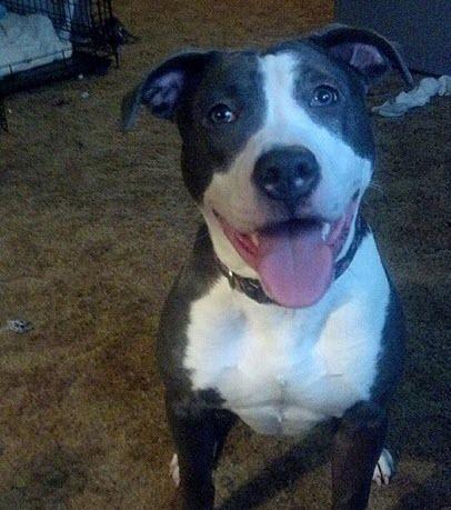 bestbullysticks's tweet photo. Meet these lovable #pitbulls rescued from a MASSIVE #fightingring! http://t.co/lVHeCcJ2zg #rescuedog http://t.co/IfIh35VASN