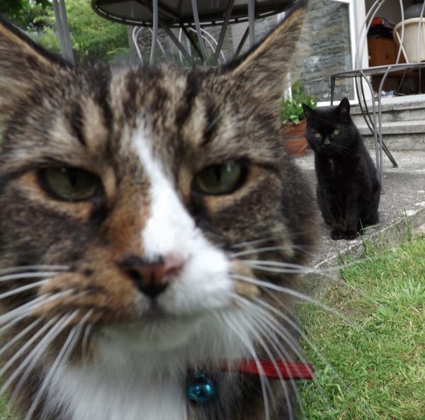 MYSADCAT's tweet photo. My cat is sad because my other cat insists on recording each moment of his life by taking a series of pouting selfies http://t.co/qGVHq2nsHy