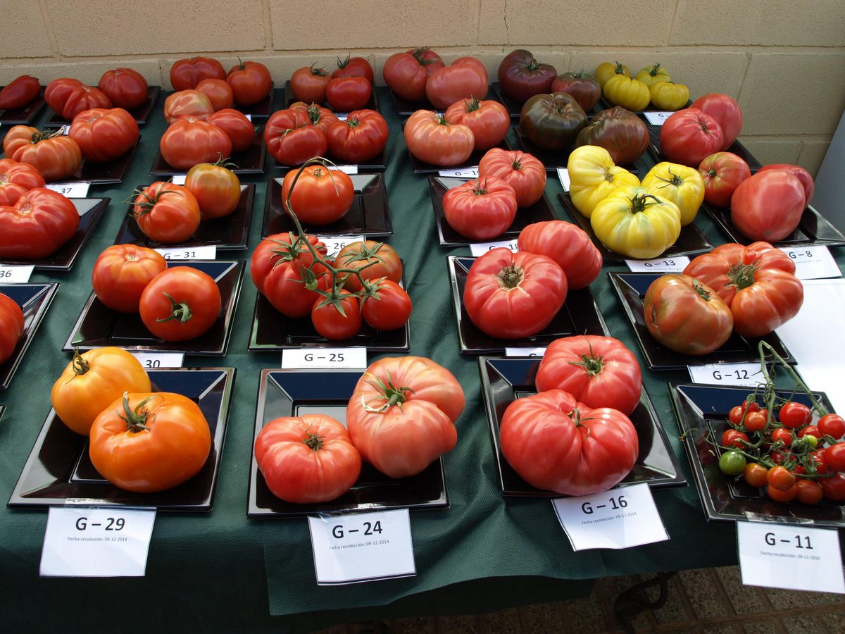 brioagr's tweet photo. Ensayan 48 variedades autóctonas de tomate e híbridos en Águilas
http://t.co/6UYGE75UGf http://t.co/RW6Is2bX8h
