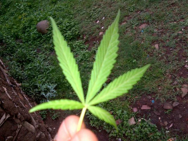 DlabaSanele's tweet photo. #doitlikeitslegal @#Prynce Stunn@5 http://t.co/FSVYURPLZw