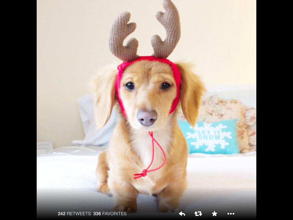 teebsontwit's tweet photo. @EastMidsNBS.Remo hounds r ready for Chrimbo.They want to visit a different place before the big day for DogShopping http://t.co/gyxpxJ2aWj