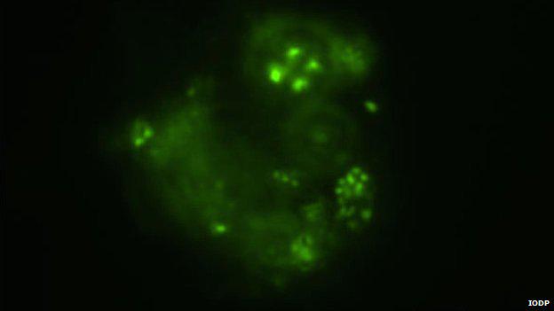 Seasaver's tweet photo. Microbes discovered by deepest marine drill analysed http://t.co/eeiNfamgdy via @BBCNews #deepsea http://t.co/AqN71sFfEH