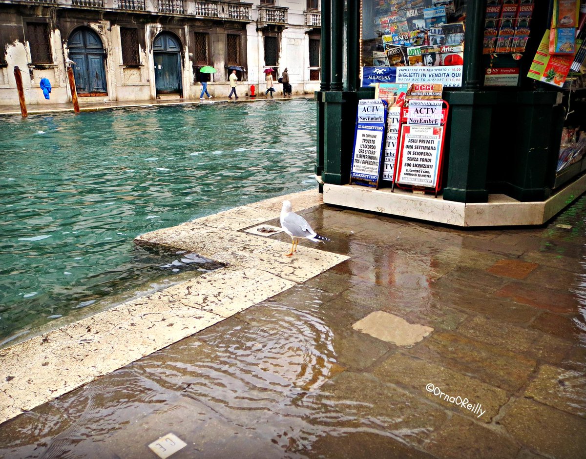 OrnaOR's tweet photo. New blog on #AcquaAlta #Venice http://t.co/Gq0LMcNfpS @tompalladioink @Susan_TravCorp @ABWIV @GuidaVenezia @akwyz http://t.co/6nlS5O4YvQ