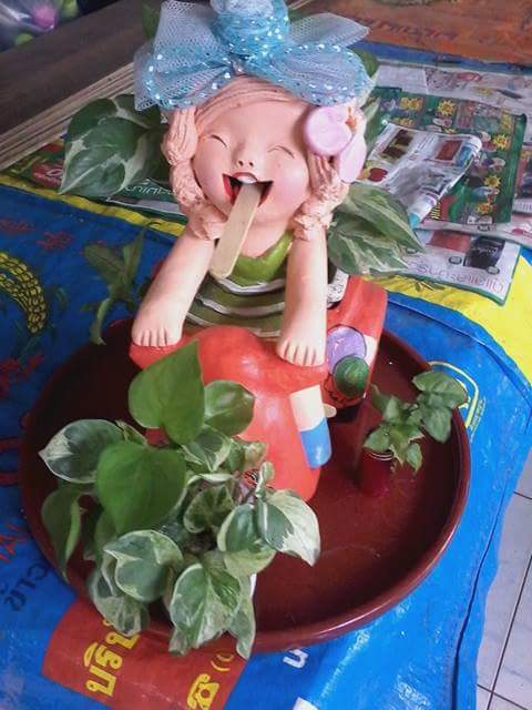 phais571's tweet image. ใกล้ปีใหม่แล้วสนใจให้ไม้ดอกไม้ประดับเป็นของขวัญ ติดต่อป้าอี๊ดต้นไม้ ได้เลยค่ะ