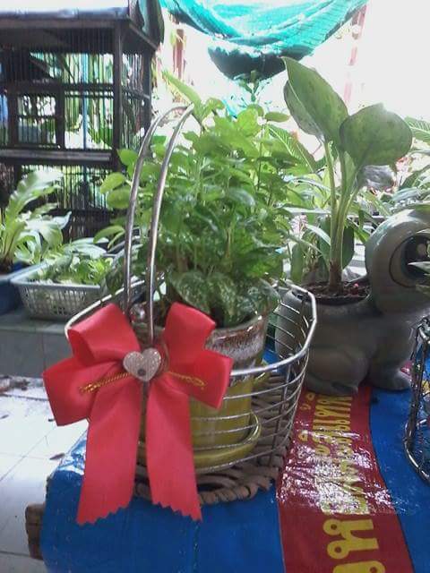 phais571's tweet image. ใกล้ปีใหม่แล้วสนใจให้ไม้ดอกไม้ประดับเป็นของขวัญ ติดต่อป้าอี๊ดต้นไม้ ได้เลยค่ะ ดูรูปสวยๆได้ที่เพจป้าอี๊ดต้นไม้เลยค่ะ