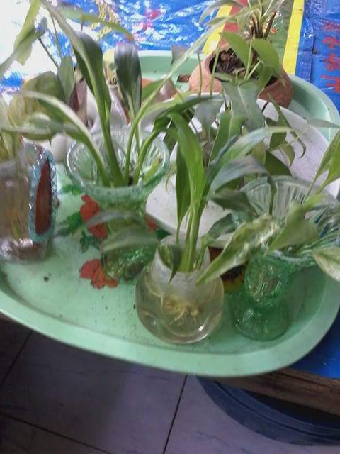 phais571's tweet image. ใกล้ปีใหม่แล้วสนใจให้ไม้ดอกไม้ประดับเป็นของขวัญ ดูรูปสวยๆได้ที่เพจ ป้าอี๊ดต้นไม้ เลยค่ะ