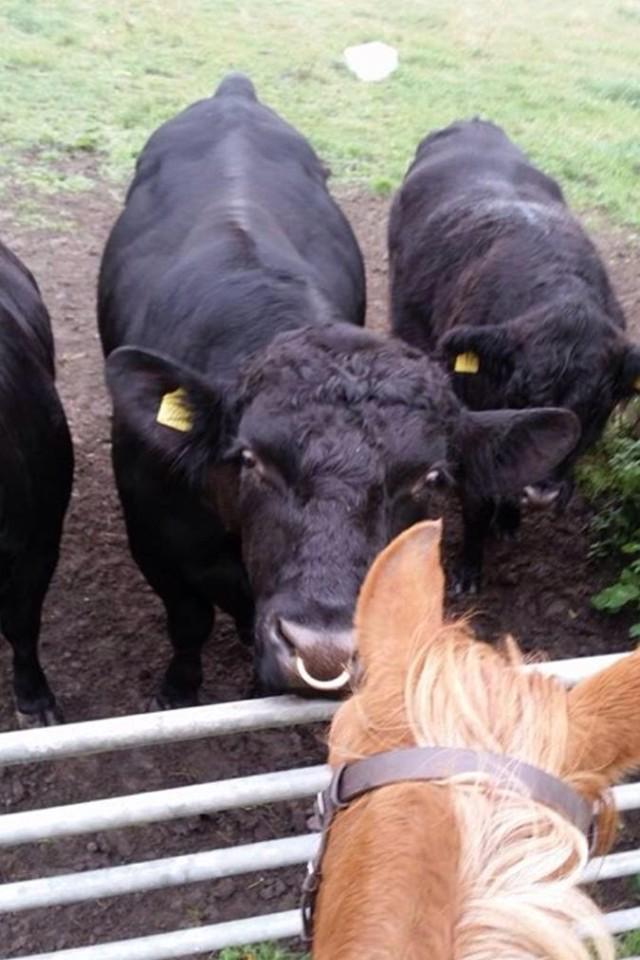 LaverockHallBirdFood tweet media