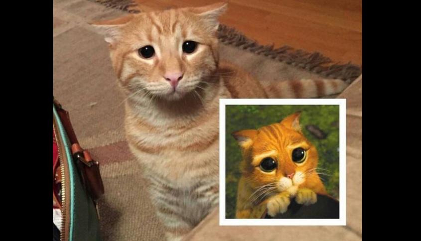 Embedded image permalink