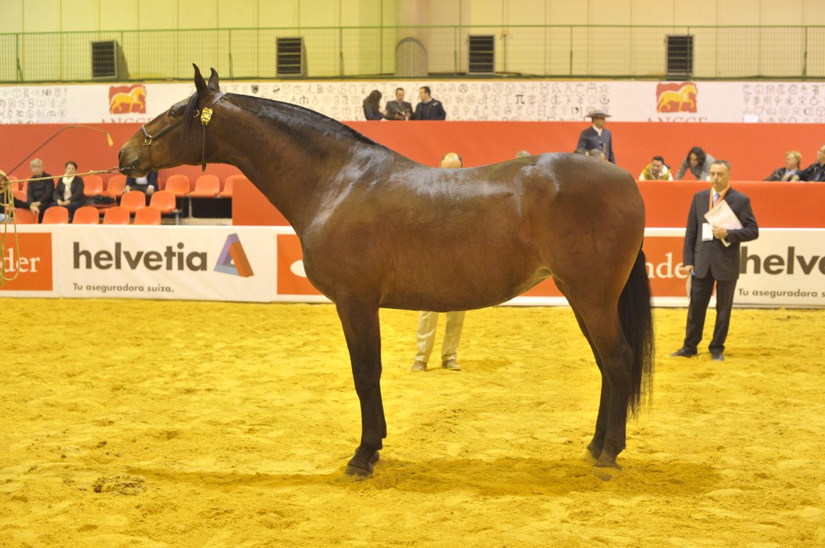 SICABOficial's tweet photo. Campeona España S.9ª Morfología #SICAB 2014 PANADERA LVIII criado y propiedad de M. FERNANDA DE LA ESCALERA. http://t.co/XSEdhQtwH3