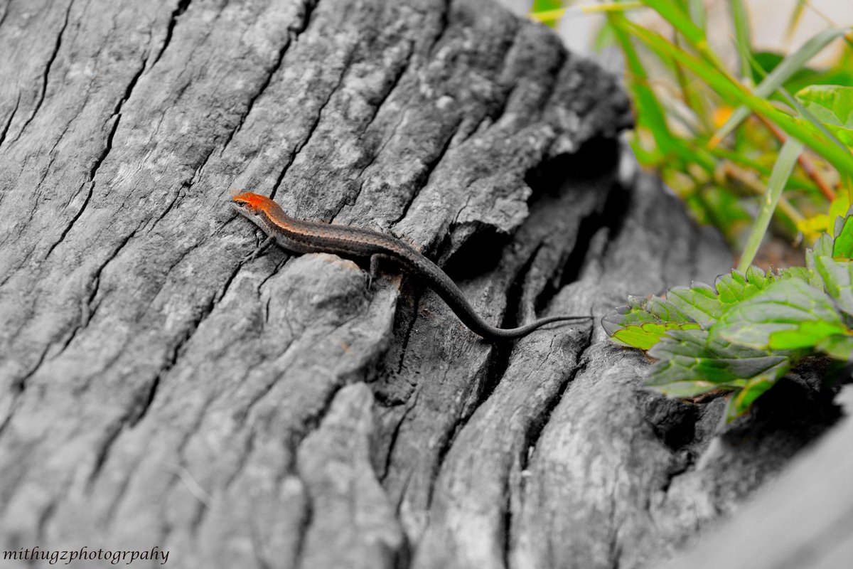 mithigisammy1's tweet image. #geographicalfeatures #naturephotography love my job