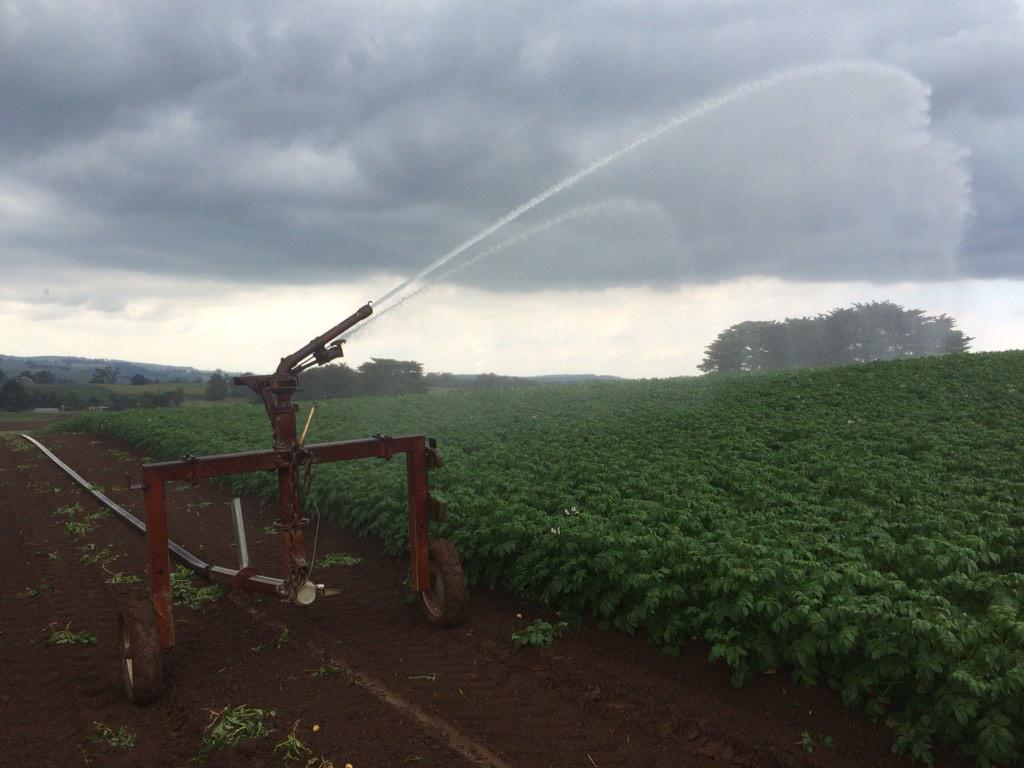 Youngpotatopeps's tweet photo. It's summer time to water the spuds! #ypp #thorpdalepotatoes http://t.co/vYmeRGIf6v