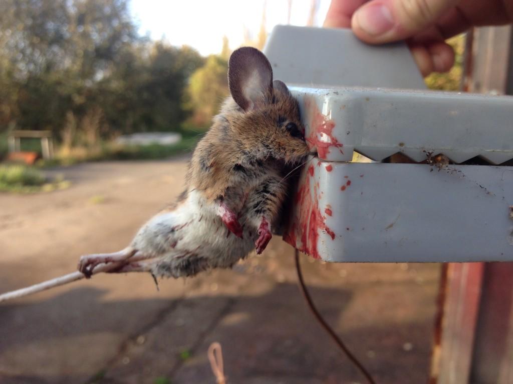 tryalldoors's tweet photo. Asshole rodent #wildlife http://t.co/uSxRaBodIF