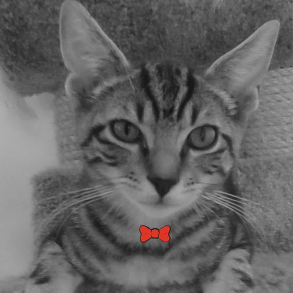 Skrillex is in the house <a href="/BaywaterAnimal/">BaywaterAnimalRescue</a>, not a big fan of the limelight, he loves napping like a good kitty!