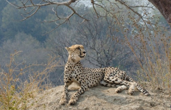 Embedded image permalink