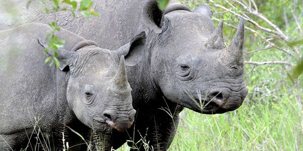 ginachron's tweet photo. S/RT #USFWS - Protect #BlackRhinos from #TrophyHunting ~ Deny #importpermits!
http://t.co/cmPodqBWI1
via @jackie_kulp http://t.co/mgC7CBnYhw
