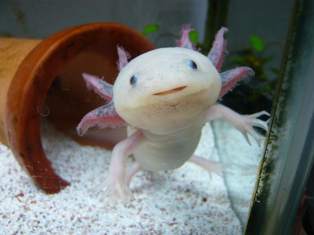 abcdefbtn's tweet photo. 大人になったら飼う http://t.co/TlgmvgDcld