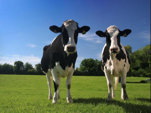 In lecture with Dairyander! <a href="/CorianderLC/">CorianderL-C</a>