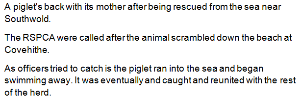 BBC_Suffolk_Pig's tweet photo. Glad this story had a happy ending....another pig looking for adventure. http://t.co/1bvlxp6C2G