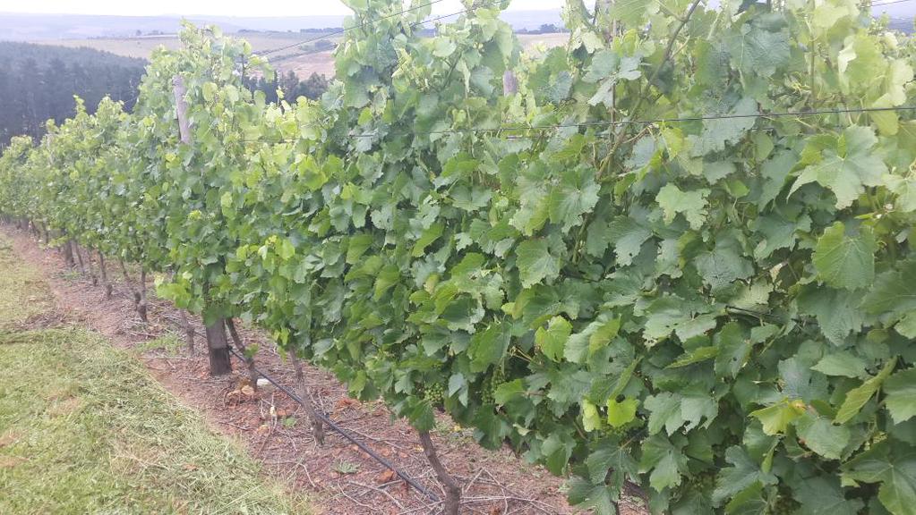 Cathedral Cellar tweet media