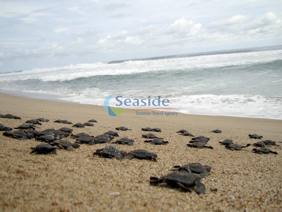 SeasideTours's tweet photo. http://t.co/WYw3ND6rNd http://t.co/oCmvAmBy0K