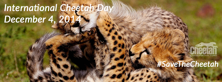 digitalcheetah's tweet photo. Happy International Cheetah Day! Visit http://t.co/MTmC2wSqkh and help #SaveTheCheetah http://t.co/YvxZPFQGk8