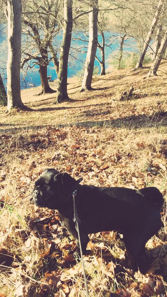 My boy on a winter walk #pug #blackpugoftheday #blackpug #puppy #wilson