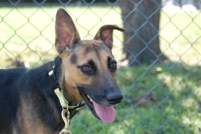 Little Chisai, a cute GS mix, is in need of a forever home! strypr.es/1vlz7Hk
#storypress  #foreverhome