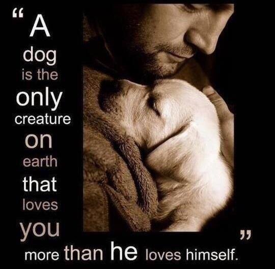 NotCorruptMedia's tweet photo. We could all learn a lesson from dogs. http://t.co/REyTllMuUH