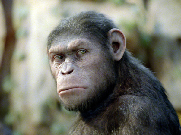 cannedackee's tweet photo. @WaxJambuCrew Ape? Thats not nice. http://t.co/wn4bdv1s3A