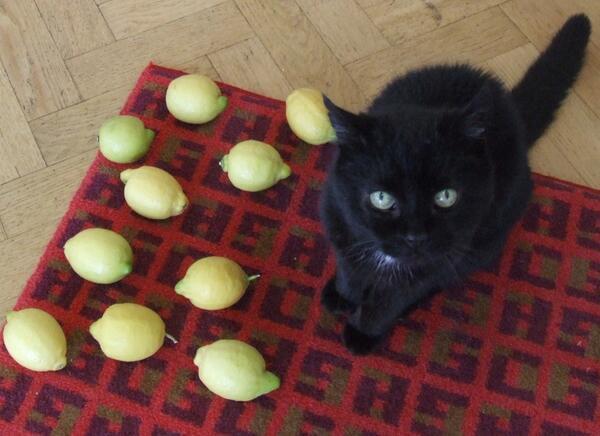 MYSADCAT's tweet image. My cat is sad because life has given him many, many lemons &amp;amp; he cannot use them to make lemonade because he is a cat.