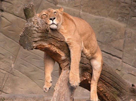 WilderKayla's tweet image. I just wanna go home already......#2moreclasses #1monologue #almostdone 😴😶😥✊✌️