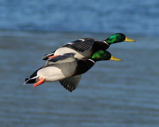 BSHC_ARK's tweet photo. RT this for good luck! If you don't you'll have bad duck hunting luck for the rest of the season! #nomoremallards #RT http://t.co/S4uQzhq5jh